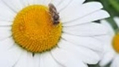 Пчела присела на ромашку..