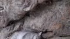 Рысь попала в объектив фотоловушки в Алматинском заповеднике
