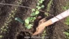 Как вырастить капусту