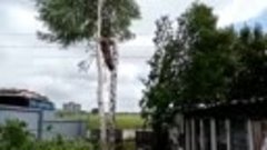 Спил дерева в Пензенской области 15.06.22.mp4