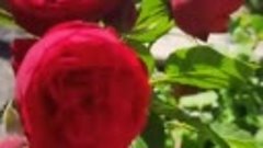 Роза чайно-гибридная Пиано ред