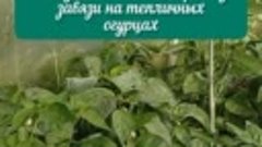 Почему желтеют и останавливаются в росте огурцы в теплице