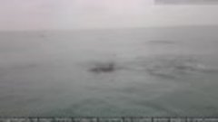 Дельфины в Черном Море. СОЧИ. Весна 2017