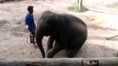 Слоненок играет на губной гармошке. ПХУКЕТ