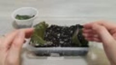 Размножение фиалок листовой пластиной