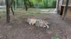 МИЛОТА НЕИМОВЕРНАЯ! Шесть разноцветных тигрят и их Мама