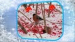 Гүзәл Үлмәҫҡолова - Ҡарлы балан ( Калина в снегу )