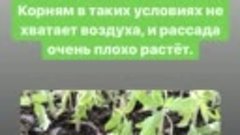 Чтобы рассада не падала и росла хорошо - рекомендации Дачног...