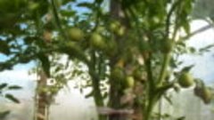 Начинают завязываться помидоры.10 06 2017 г.