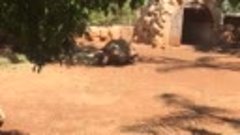 Черепаха из зоопарка О. Кипр (ускоренное)