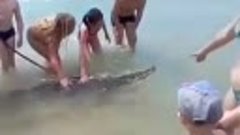 Крокодил купается в Черном море. Анапе 2017