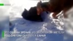 Обман зрения  в Казахстане коровы «исчезли» под снегом