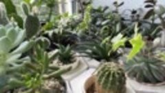 лотос showroom комнатных растений в Серове