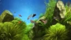 Aquariums  in the game Aquantika 3D. Freshwater fishes.