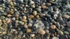 Море-камни-много Медуз. Адлер (Май 2022г.)
