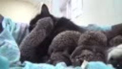 Мама Муся: кошка усыновила восьмерых ёжиков-сирот