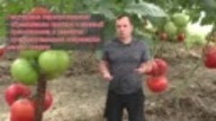 Правильный полив томатов- ТРИ основных правила проведения по...