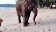 слон на пляже Бангтао