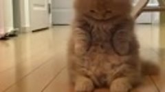 Happy Cats - Cuteness overload! ❤️(640p)