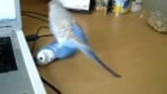 Dieter the Budgie 9.mp4