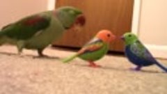 Когда попугай в гневе