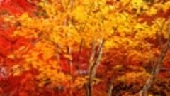 Осенний Киото - Японский саксофон
