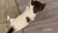 Котенок с лишними пальцами на лапах учится прыгать и лазать