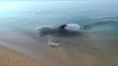 Дельфин ловит рыбку Крым Керчь.Удивительно просто.