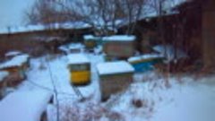 Зима-2014 грудень-пасіка, вулики-лежаки. (Бериславський райо...