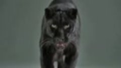 Черная пантера! Самая красивая дикая кошка. Black Panther HD