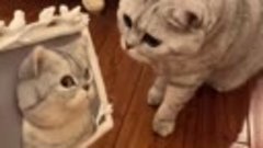 Кот и 3D панно