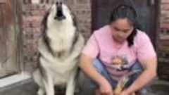 An Alaskan dog doesn&#39;t want its owner to harm a hen 🥰🤩..mp...