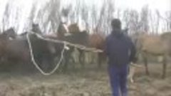 Казахские ковбои