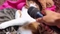 Los Mejores Videos de Gatos Chistosos #440