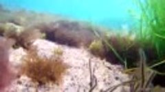 Подводная съёмка моря на Пильво