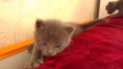 Видео группы &quot; Парфюмерия от LINEIRR&quot; Кошка Ксюшка и её котя...