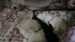 Кошка Анфиса с щенками