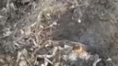 Кадры с места падения одного из украинских самолетов под Пол...