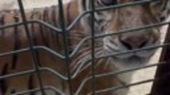 Ослепшую тигрицу из Саратова перевезут в Московский зоопарк