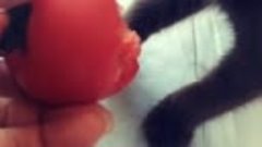 Да что вы знаете о любви к помидорам?😂
.
.
.
#кот #котенок ...