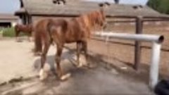 В Айдахо помогли коню с сильно отросшими копытами