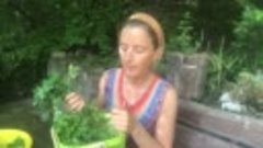 Елена Абрамова зеленый коктейль из дикоросов