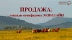 ПРОДАЖА: лошади конефермы ЭКВИЛАЙН