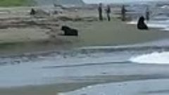 В Долинском районе медведь рыбачил рядом с людьми