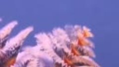Рождественская ёлка подводного мира 