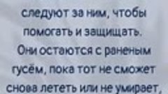 Гусь фаршированный к Рождеству !
Печень гусиная .
Доставка о...