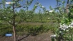В Воронежской области начнут выращивать голубику и черноплод...