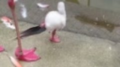 Маленький фламинго учится стоять на одной ножке