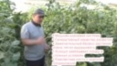 Бодерин- высокорослый томат, который мы будем выращивать в с...