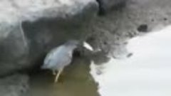 Умная птица ловит рыбу